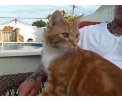 Lost Cat Please Help! His face and body mostly orange/ tan  - (Bulls Head area, Staten Island, NYC)