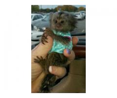 Baby Marmoset Monkey needs new home - (Manhattan, NYC)