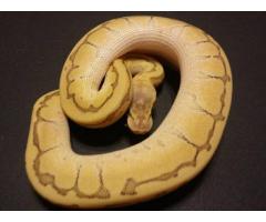 MPEROR PINSTRIPE BALL PYTHON FOR REHOME / PASTEL x LESSER x PINSTRIPE -  (YONKERS)