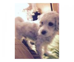 REWARD IF YOU RETURN ME MISSING White Bichon/ Lapso Apso Dog - (Flatlands, NYC)