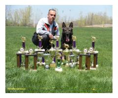 National Champion Dog Trainer Available - (Manhattan, NYC)
