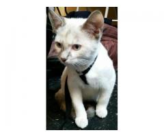 LOST Short-Haired FEMALE KITTY CAT - (Lower East Side)