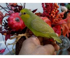 Parrotlets "babies & Young / Adults" for rehome - (Queens, NYC)