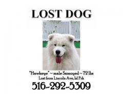 LOST DOG~ 72 LBS ~ Samoyed~ Name : Hawkeye-REWARD IF FOUND - (ISLAND PARK,  NY)