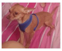 Lost A Light Brown Chihuahua Dog - (Brooklyn, NYC)
