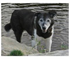 Lost Senior Dog - (North Salem, NY)