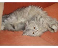 Looking for Persian Male Cat for Mating - (Bensonhurst, NYC)