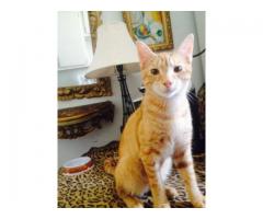 Gentle Giant Oliver Seeks new home - (Bayridge, NYC)