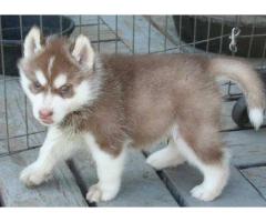 Magnificent Siberian husky puppies for a new home - (Staten island,NY)