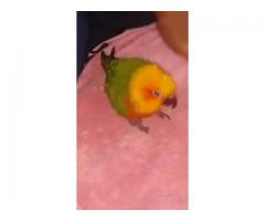 Lost sun conure parrot her name is "lucy" - (west brighton, NYC)