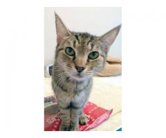 Ruby the Angel for rehome: Green Eyed Mellow, Easy Lap Cat - (Clinton Hill, NYC)