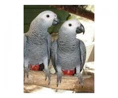 African Grey Parrots and Cage for rehome - (Manhattan, NYC)