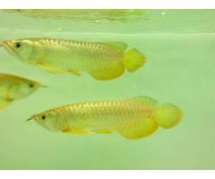 Super Red Arowana / Asian Red Arowana / 24 K Golden Arowanas Available - (Brooklyn, NYC)