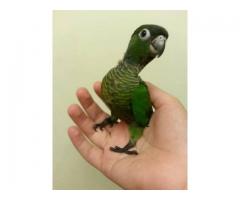 Babies Green cheek conure for sale - (Harlem / Morningside)