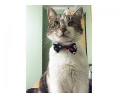 Mr. Rodgers aka Manny Looking for New Home - (Bay Ridge, Brooklyn)