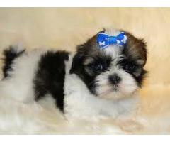 Awesome Female 13wks Old Shih Tzu Puppy for good Home - (Manhattan, NYC)