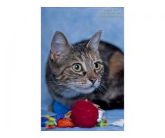 Torti needs a home - (Bay Ridge, Brooklyn, NYC)