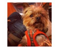 Cute Yorkie Yorkshire Terrier needs a new home - (long island, NY)