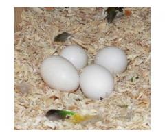 Parrots And Fertile Parrot Eggs For Sale