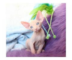 Blue Eyed Sphynx Kittens Ready Now