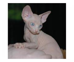 Blue Eyed Sphynx Kittens Ready Now