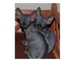 Blue Eyed Sphynx Kittens Ready Now