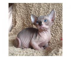 Blue Eyed Sphynx Kittens Ready Now