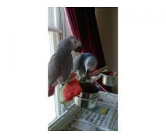 active dna tested african grey parrots with cage for rehoming - (Bronx, NYC)