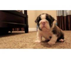 Bulldog Puppies for rehoming - (Manhattan, NYC)