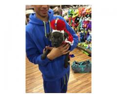 PitBull Puppy For sale - (Lower East Side, NYC)