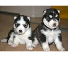 lovely husky puppies for adoption - (Chelsea, NY)