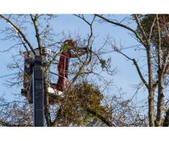 Long Island Tree Service - (Holbrook, NY)