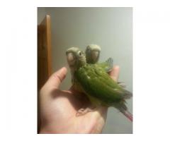 Baby green cheek parrots for sale - (East Harlem, NYC)