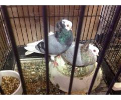 Pair bald tippler cap pigeons for Sale - (Brooklyn, NYC)