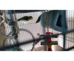 Male and female green Parrotlet for Sale - (Corona, NYC)