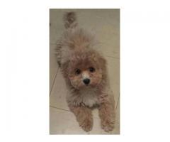 4 Month Old Poodle/ Bichon male for re-homing - (Midwood, NYC)