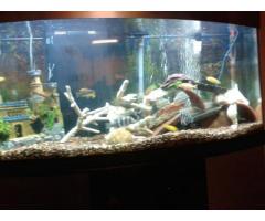 Fish Tank Setup or Maintenance - (NYC)