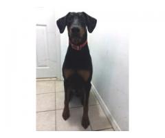 Doberman pinscher for adoption - (long island, NY)