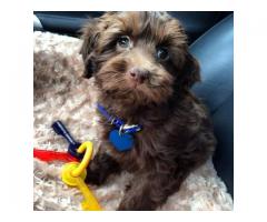 Adorable Chocolate Cockapoo For Sale - (Brooklyn, NYC)