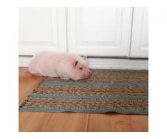 Mini pig to good home Small rehoming fee - (Upper East Side, NYC)