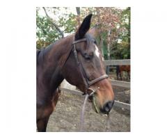 17 H Holsteiner Thoroughbred Mare Horse for Sale - (Suffolk, NY)