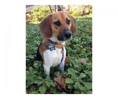 LOST DOG Beagle at Woodside and surrounding areas - (Queens, NYC)