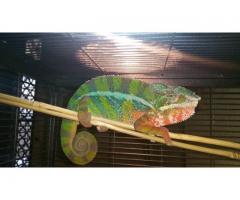 Ambilobe Panther Chameleon for Sale - (yonkers, NY)