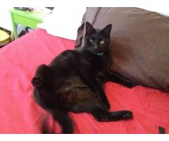 Lost my indoor-only black cat in Glendale, Queens Help! - (Glendale, NYC)