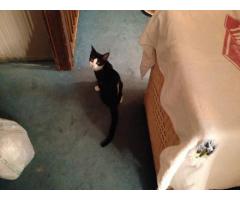 MISSING! BLACK AND WHITE KITTEN $100 REWARD - (BAY RIDGE, BROOKLYN, NYC)