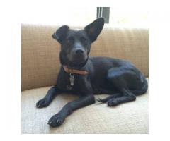 LOST BLACK DOG/ Seen in Bed Stuy and Marine Park - (NYC)