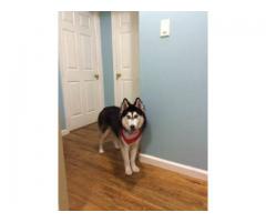 Lost Siberian Husky - (east new york city, NY)