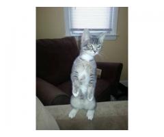 LOST GREY CAT REWARD - (BELLEROSE, NY )