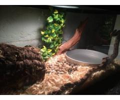 Two Guyana Redtail Boa Snakes for Sale - $500 (Flushing, NYC)