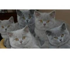 Scottish fold/ Russian Blue mix kittens for adoption - (East Village, NYC)